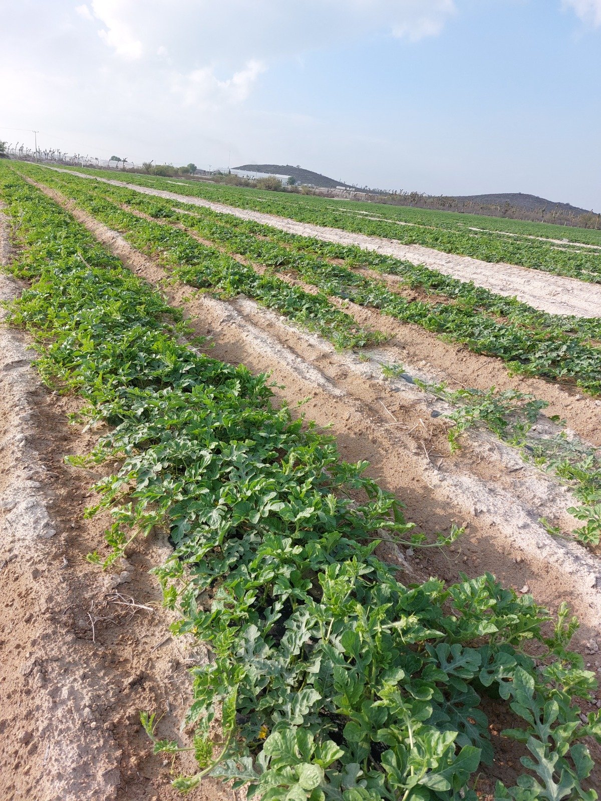 Agro Fuerza del Campo y Huertón de la Costa